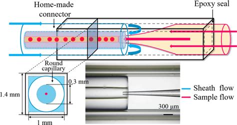 Schematic Of 3d Hydrodynamic Focus Microfluidic Device Assembled Using