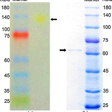 Sds Page And Native Page Analysis Of Purified Chitinase A Chitinase