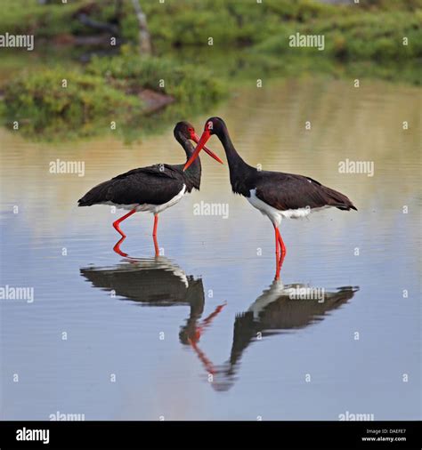 Black Stork Ciconia Nigra Two Storks In Shallow Water Standing