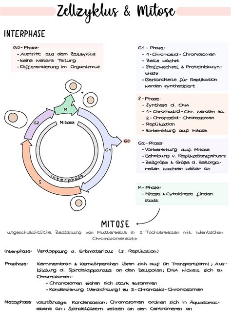 Zellzyklus Inkl Zelzyklus Mitose INTERPHASE GO Phase 61 Phase