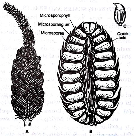 Botanica: GYMNOSPERMS