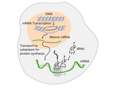 Mrna Transcription Diagram