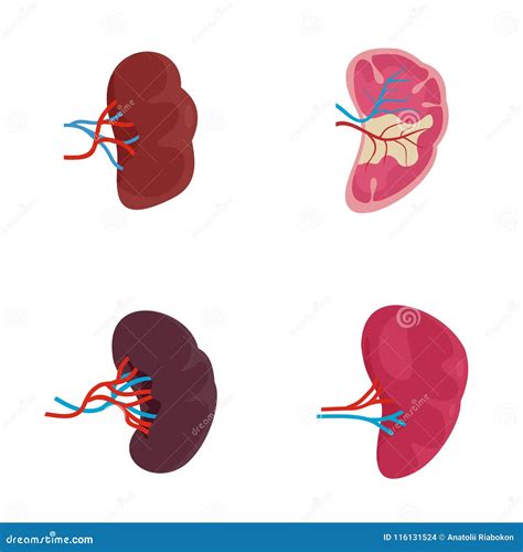 Spleen Milt Anatomy Icons Set Outline Style Cartoon Vector