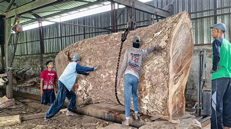 Kayu Trembesi Dari Tanjakan Lurah Barangin Seharga Jt Digergaji