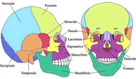 Quante Sono Le Ossa Del Cranio