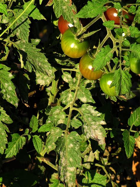 Powdery Mildew On Tomatoes Vegetable Pathology Long Island