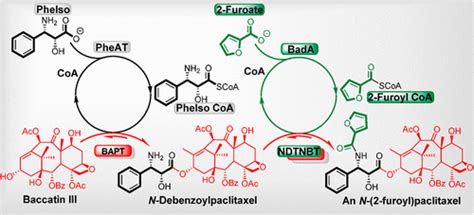 Biocatalysis Of A Paclitaxel Analogue Conversion Of Baccatin Iii To N