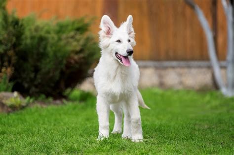 Pastor alemão branco no prado de verão. berger blanc suisse | Foto Premium