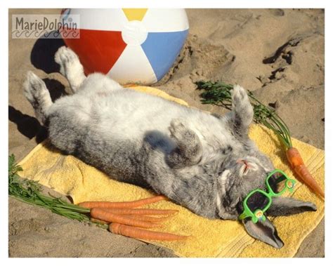 Rabbit Sunbathing Bunny Animals Rabbit