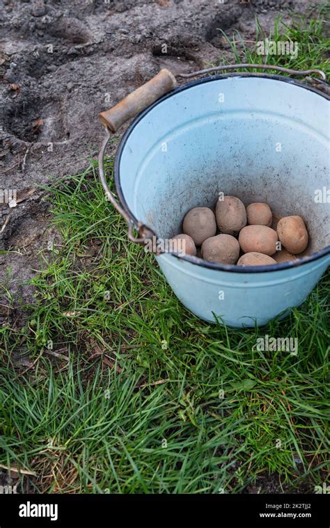 Planting Potato Tubers In The Ground Early Spring Preparation For The