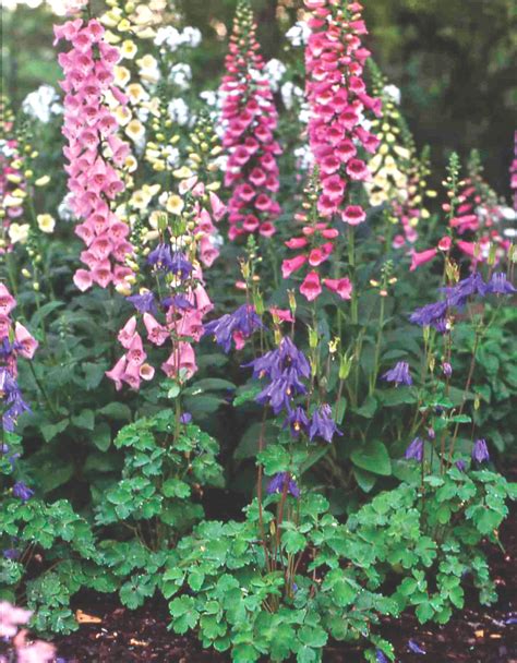 The Basics of Growing Foxglove Plants - Flower Magazine