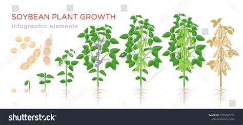 Soybean Plant Growth Stages Infographic Elements Stock Vector Royalty