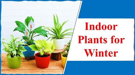 15 Indoor Plants For Winter And How To Care For Them