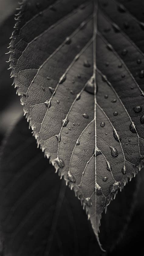 Download The Beauty Of A Black And White Leaf Wallpaper