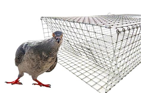 Hd Folding Pigeon Trap 36x16x8 Nixalite