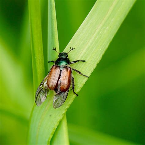 Free Images Nature Wing Flower Fly Green Insect Fauna