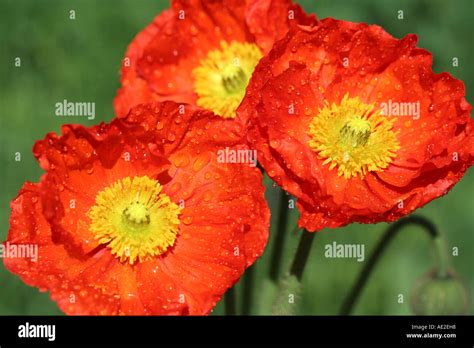 Iceland Poppy Papaver Nudicaule Stock Photo Alamy