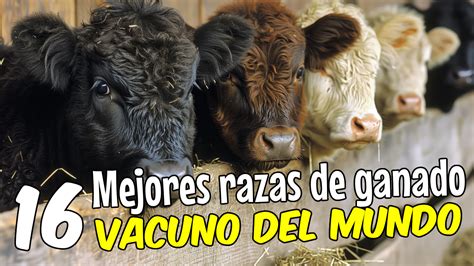 Las Mejores Razas De Ganado Vacuno Para La Producci N De Carne Del