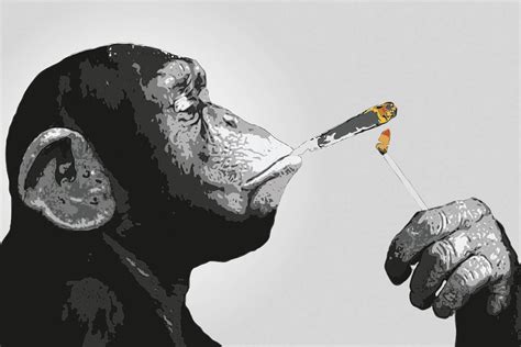 Monkey Chimp Smoking Spliff Canvas Wall Art Framed Print Various Siz