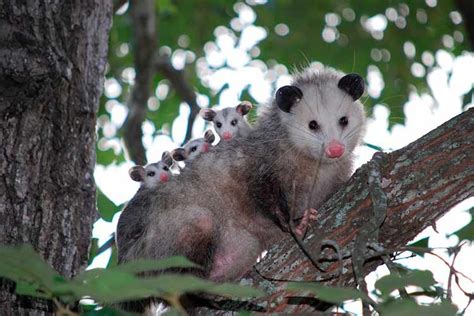 Saru O Gamb Brasileiro Conhe A Este Curioso Marsupial Aquele Mato