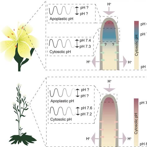 Schematic Representation Of Growing Pollen Tubes From The Ph Point Of