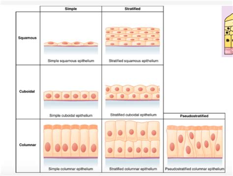 Intro To Tissues Epithelial Tissue Diagram Quizlet