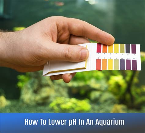 How To Lower Ph In An Aquarium