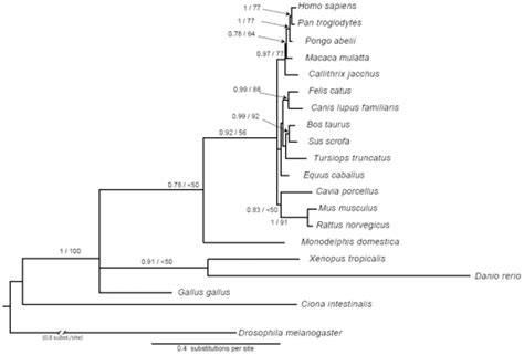 The Gene Tree Was Built On The Basis Of Complete Coding Dna Sequence