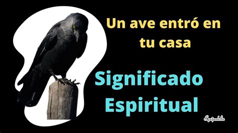 Significado Espiritual De Las Aves Un Pajaro Entro En Mi Casa YouTube