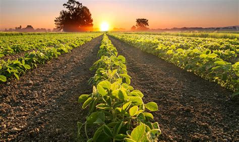 Frases De Agricultura Frases De Cultivos Y Valor De La Tierra