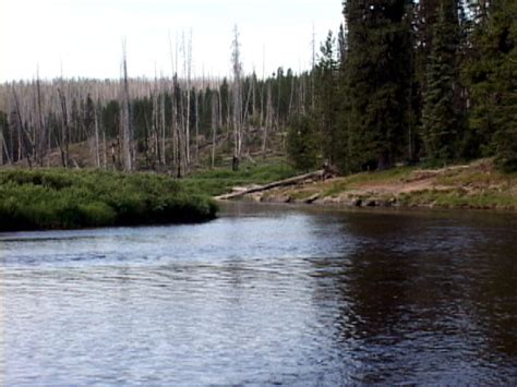 Fly Fishing the Lewis River - Fly Fishing Yellowstone National Park