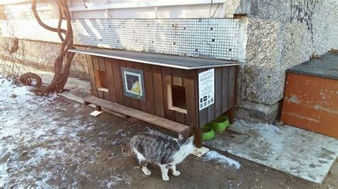 They Built Shelters For Homeless Cats To Survive The Winter And The