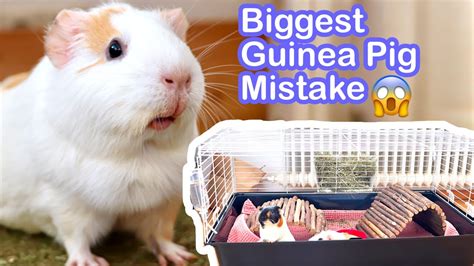 Worst Mistake To Make As A Guinea Pig Owner Youtube