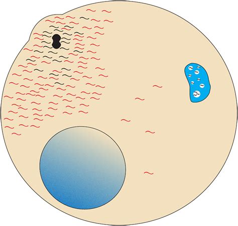 Virus Host Interactions The Rna Perspective Wires Rna