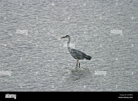 Heron Ardea Cinerea Walking In Shallow Water Stock Photo Alamy