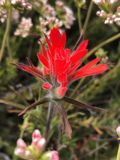 Indian Paintbrush Flower Seed Castilleja Affinis Starfish Honey