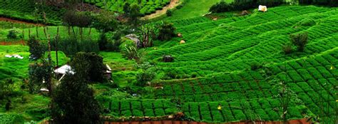 Heavenly Stay, Kotagiri | Trekking Ooty, Sight Seeing Ooty, Places to visit Ooty