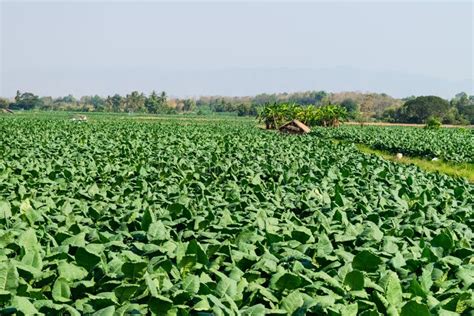 Cigarro Que Planta Em Tail Ndia Do Norte Imagem De Stock Imagem De