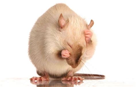 Are Rats Hygienic Pets How Clean Are They Really