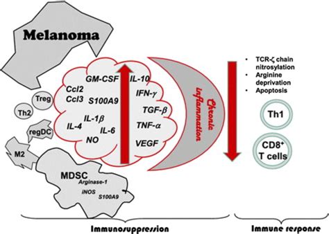 Introduction to the Role of the Immune System in Melanoma | Oncohema Key