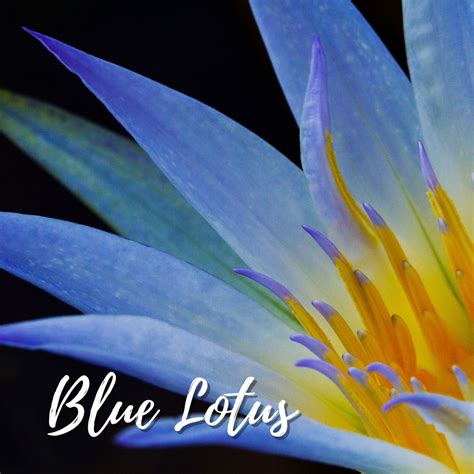 Blue Lotus Essential Oil | 100% Pure | Myoilguide.com