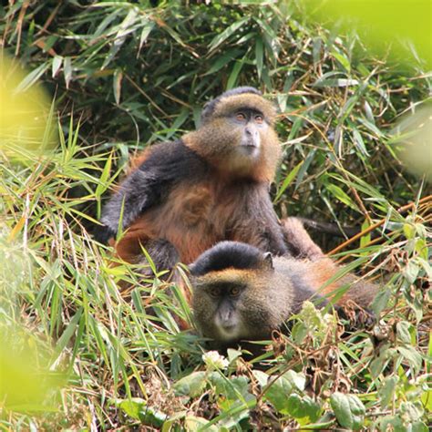 4 Days Uganda Gorillas And Golden Monkey Trekking Safari Wildfriends