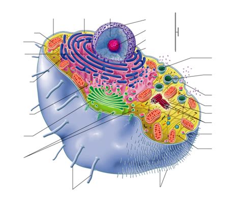 generalized human cell, labeled Diagram | Quizlet