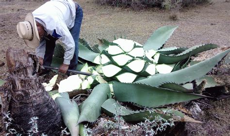 Beneficios Medicinales del Agave Una Planta de Tradición y Salud