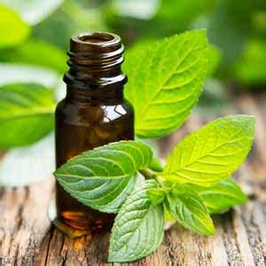 Peppermint Oil Mice Repellent: How to Get the Best Results - PESTS OFF