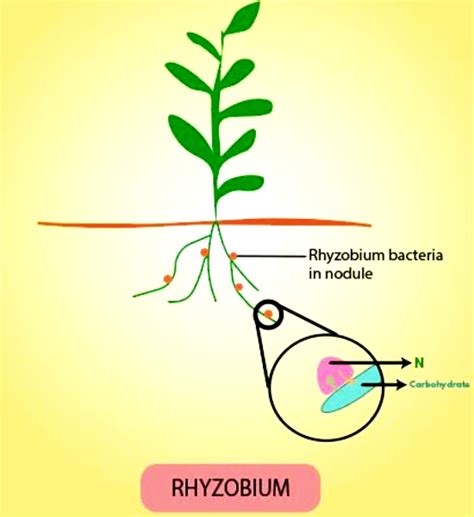 Bacteria present in root nodules of the leguminous plants areA) RhizobiumB) LactobacillusC ...