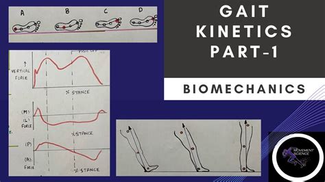 GAIT KINETICS Part 1 Gait Biomechanics Physiotherapy Tutorial YouTube