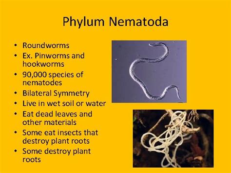 Flatworms Roundworms Segmented Worms Phylum Platyhelminthes Flatworms Flat