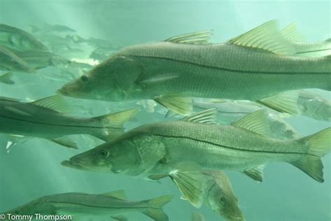 Snook On The Big Bend You Bet Provided We Have A Warm Winter Visit