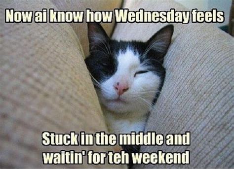 15 Funny Wednesday Memes to Make Your Hump Day a Little Better